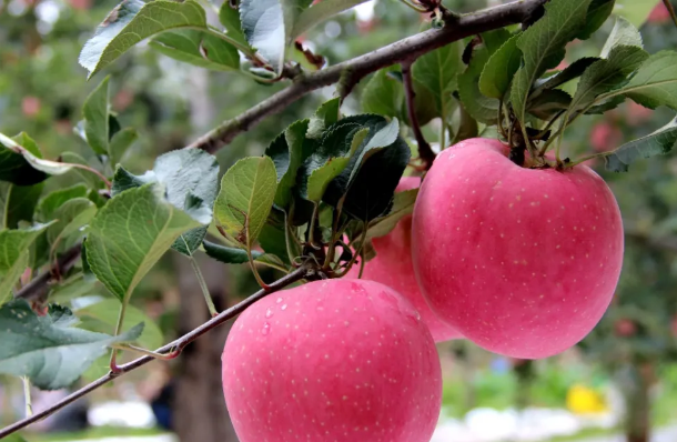 这5大技术模式，让你的苹果品质好、商品率高